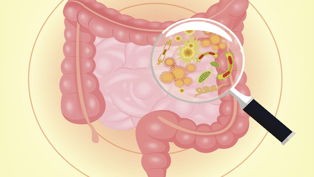How Do Infant Immune Systems Learn to Tolerate Gut Bacteria? | The  Scientist Magazine®