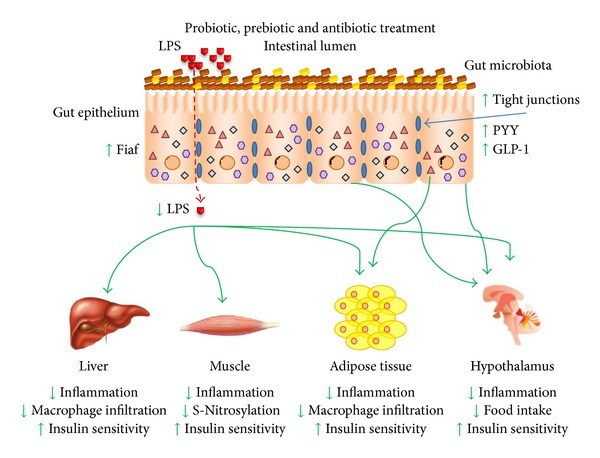 The advent of products (antibiotics, probiotics, and prebiotics)... |  Download Scientific Diagram