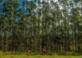 CiMTB em Carandaí tem início nesta sexta (6) com a transmissão ao vivo do Short Track